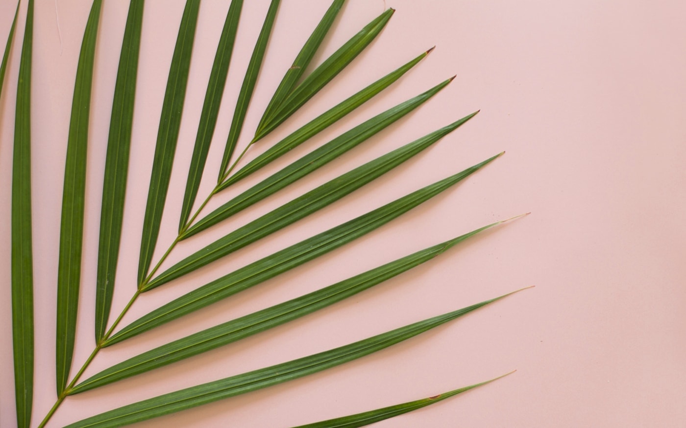 palm love | freebies | desktop wallpapers | tropical