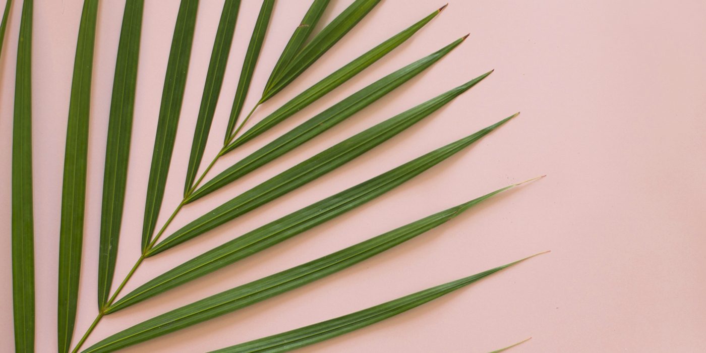 palm love | freebies | desktop wallpapers | tropical